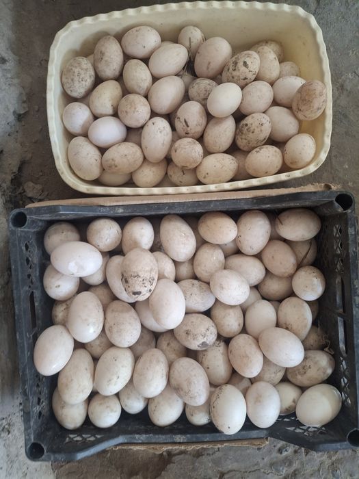 Нечта керак булса бор