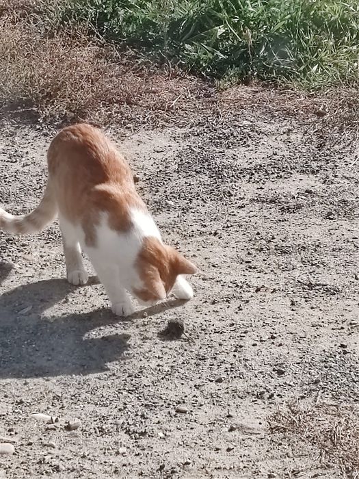 Отдам кота даром бесплатно