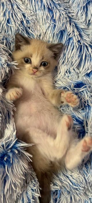 Отдам красивого котика