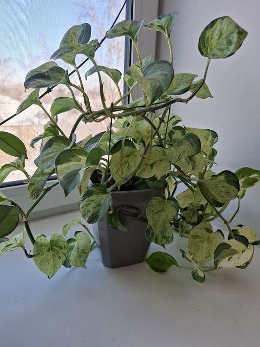 Эпипремиум,  монстера, хойя, мята