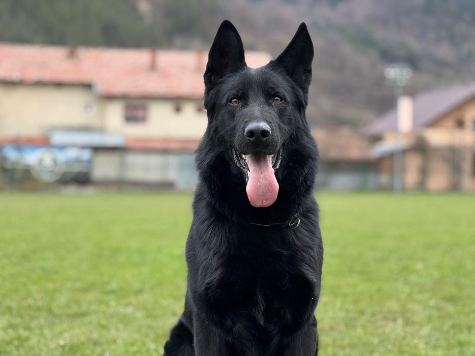 Mascul ciobănesc german