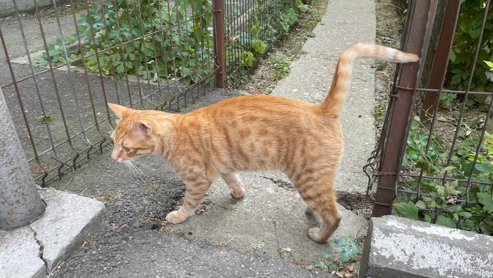 Portobello, motanel portocaliu castrat pentru adoptie