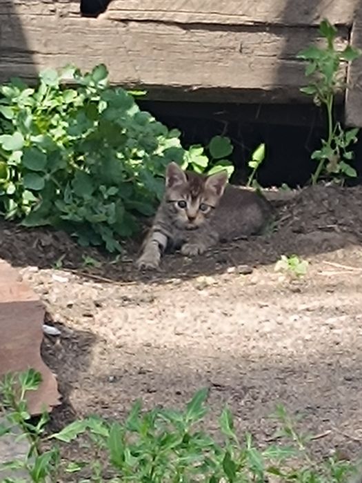 Есть котята ,от брошенной кошки
