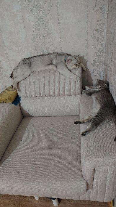 Вязка кота серебристый шин шыла сильвер крупный весом 6кг