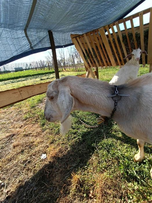 Vind capra cu 2 iezi Metisa  Anglo - Nubiana