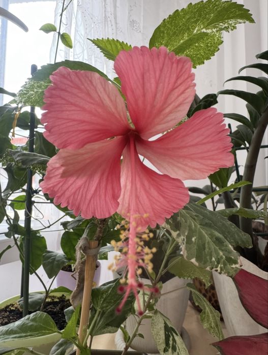 Гибискус розовый продам