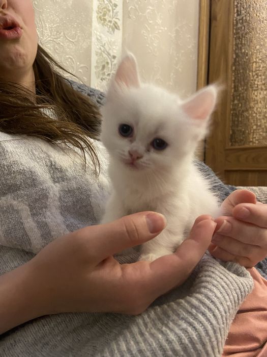 Котята в хорошие руки
