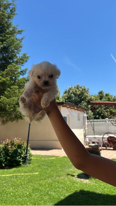 Bichon maltez rasa pura toi