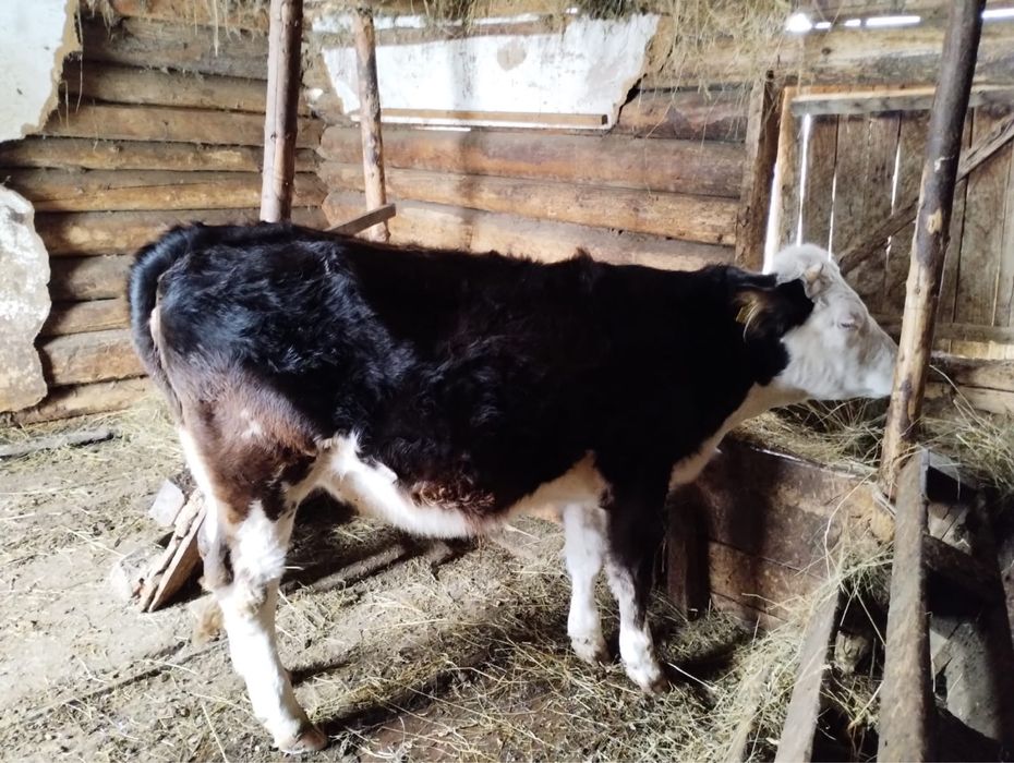 Vitea cu varsta de 1 an