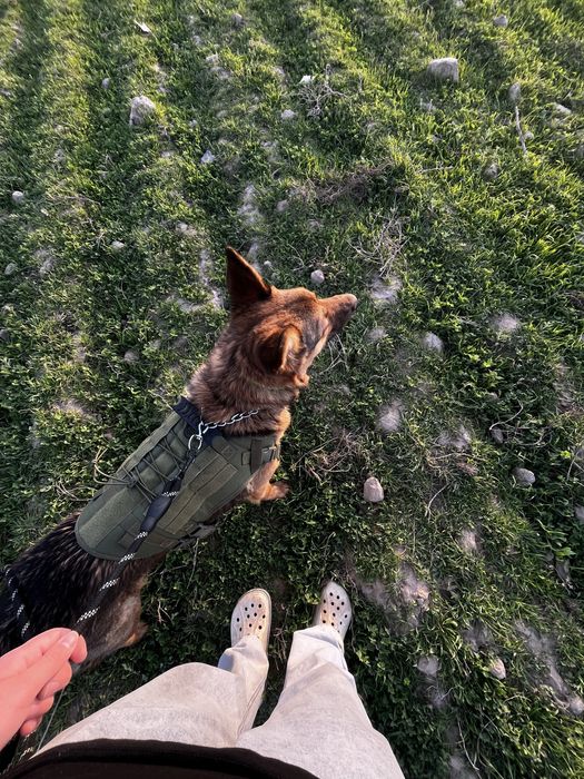 щенки немецкой овчарки, документы имеються