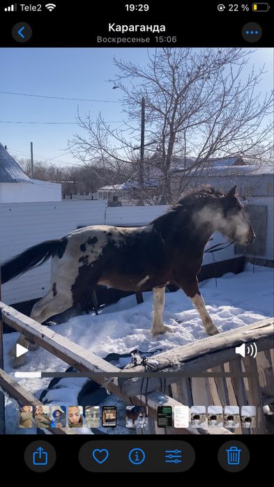 Полутяж айғыр бесті