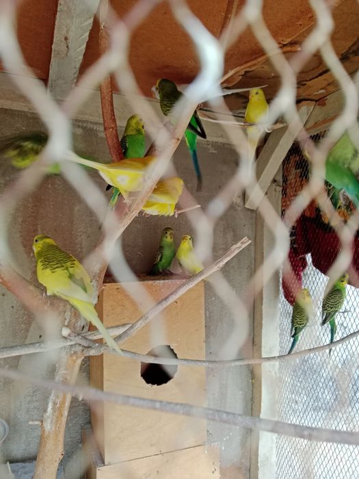 Toʻti qushchalar sotiladi