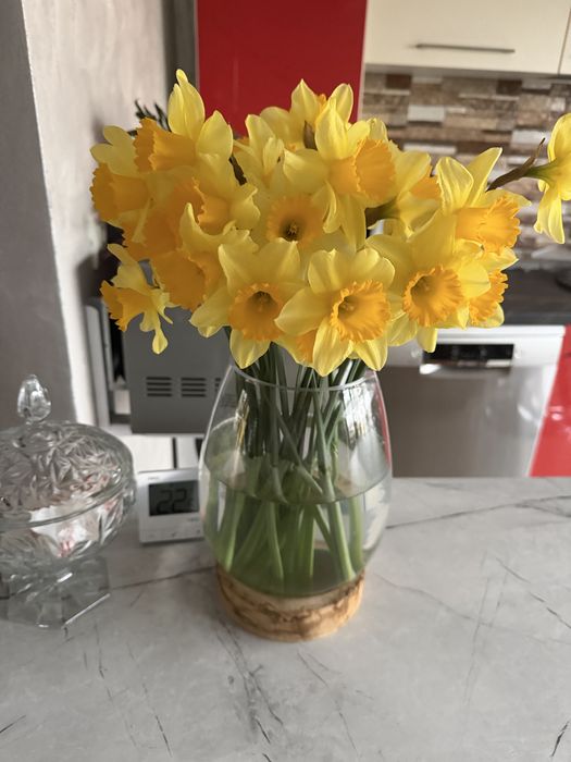 Vand narcise en gros,50 fire/pachet,parfumate,superbe