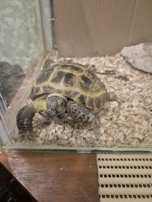 Черепаху девочку