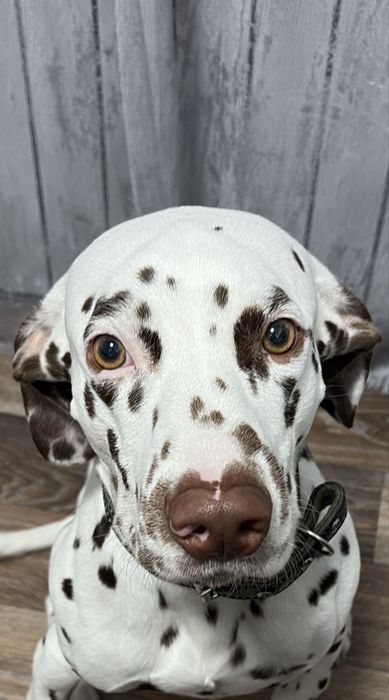 Отдам далматинца в добрые руки