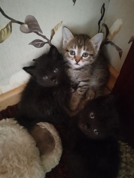 Отдам котят даром