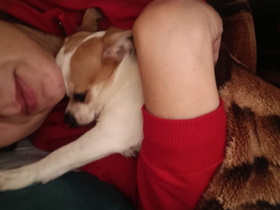 Собака чхвахува малчик