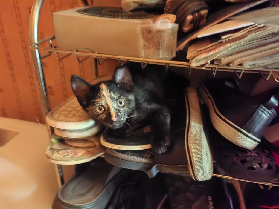 Отдам котёнка в хорошие руки