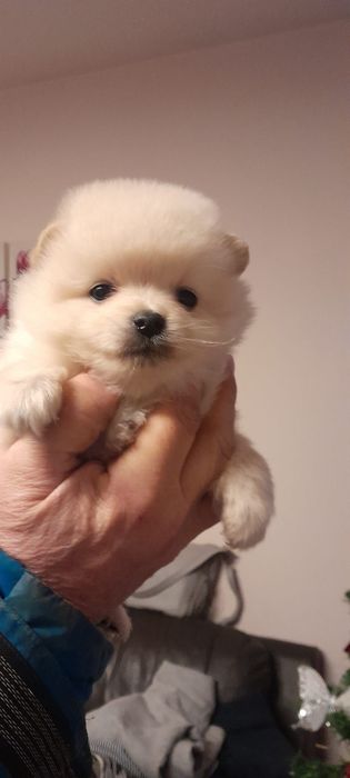 Cățel Pomeranian alb imaculat