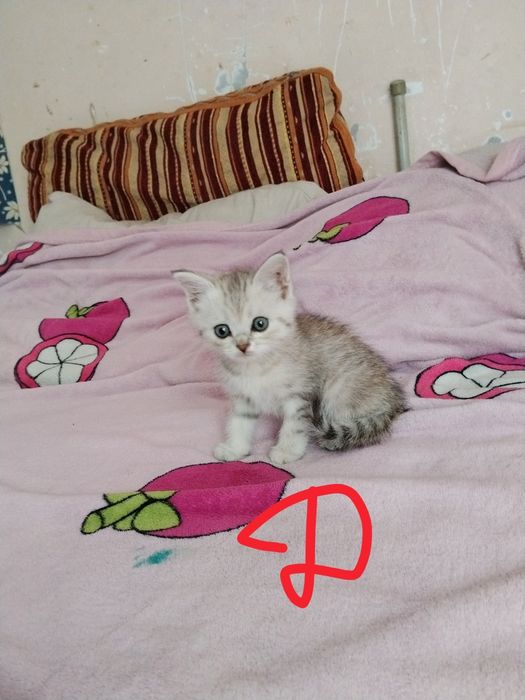 Вислоухие котята.