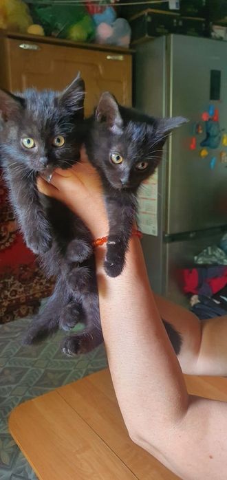 Отдам даром  котят