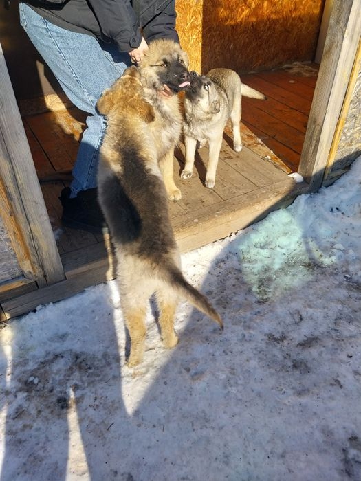 Щенят отдам в добрые руки!