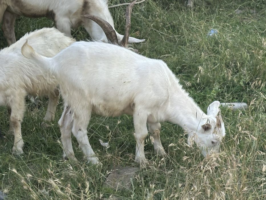 лақтар сатылады занен