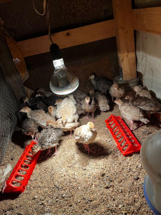 Домашни пуйчета на 40 записване