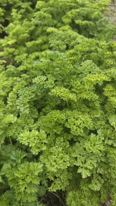 Петрушка кудрявая и лук перо