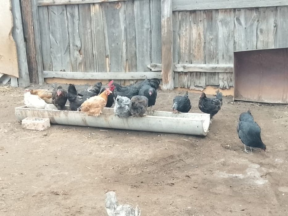 Продам всех штука 2к
