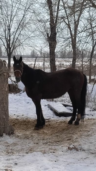 Продам кобылу справную