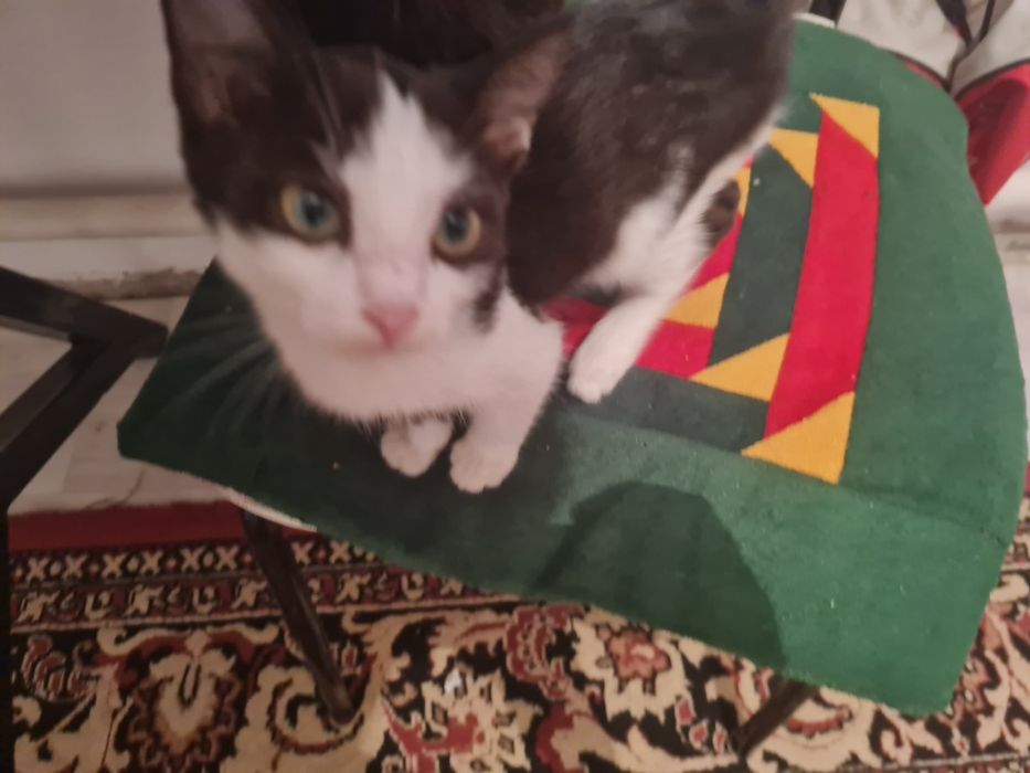 Котята бесплатно