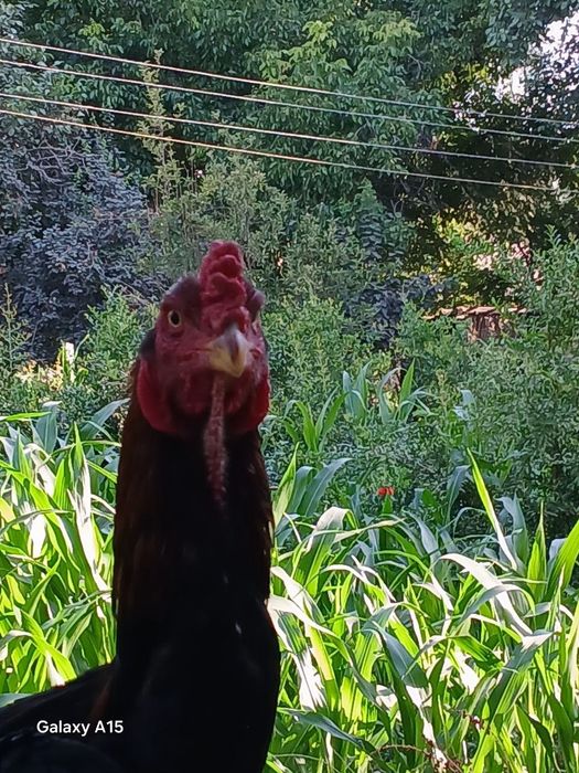 Xoʻrozlar shamo dekabrniki