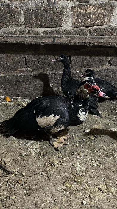 Индоутка сатамын