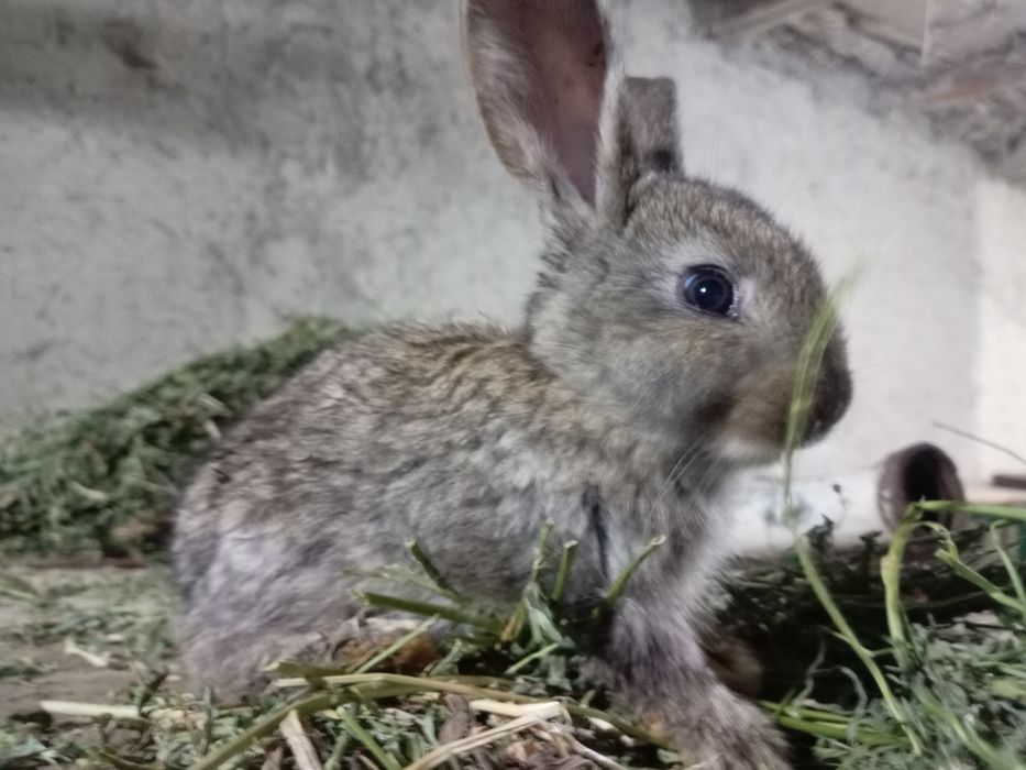 Кроликики прадается