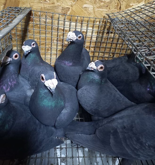 Vand porumbei stil vechi