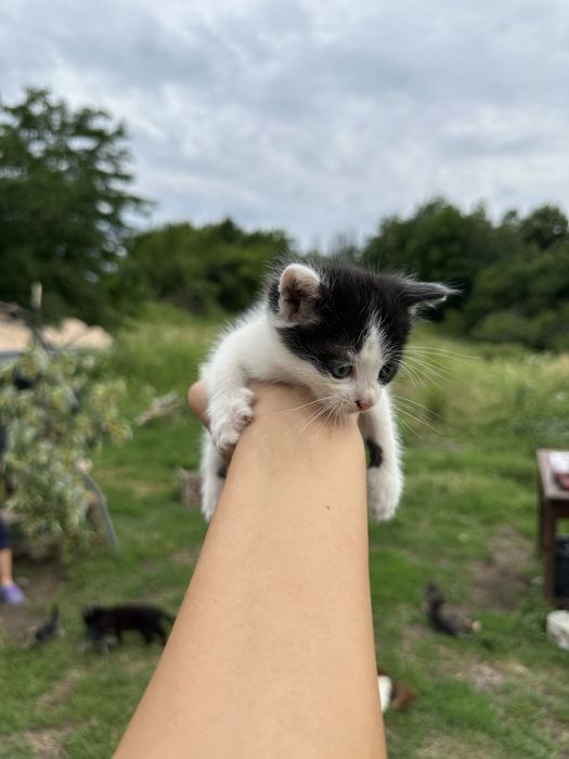 Pui de pisica catre adoptie