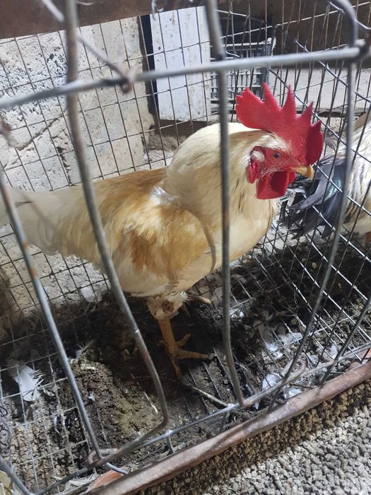 xonaki Xuroz soni 4 ta dastafka bor