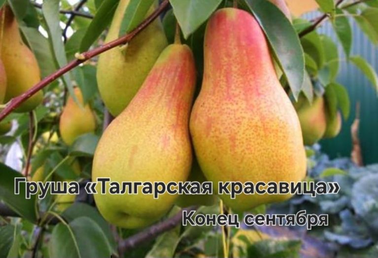 Саженцы плодовых деревьев