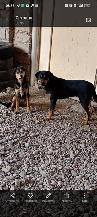 Парода ротвейлер 5 месични