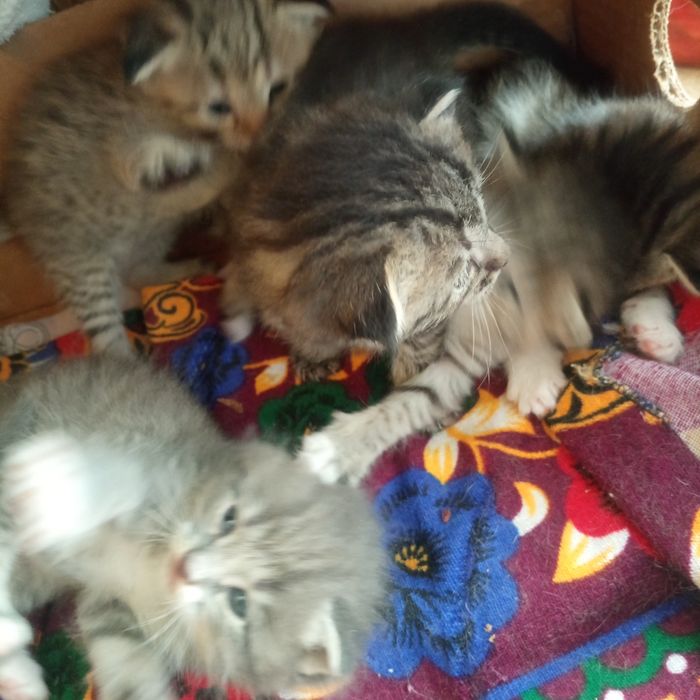 Мушукчала 1 ойлик