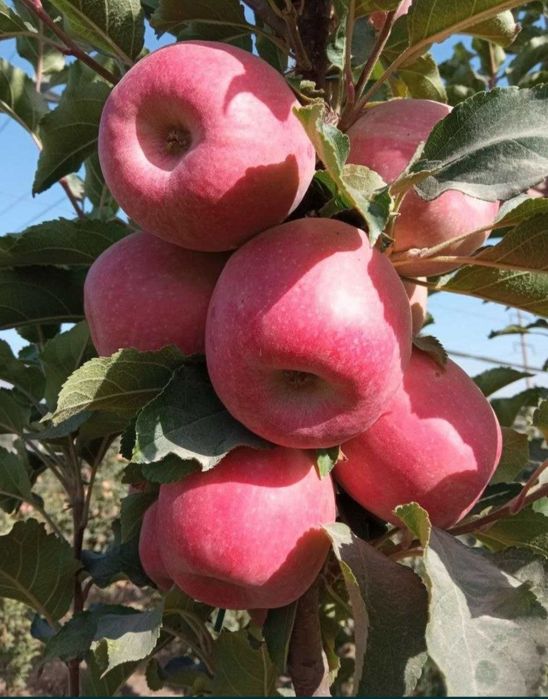 Олма кучатлари бор 100 фойз