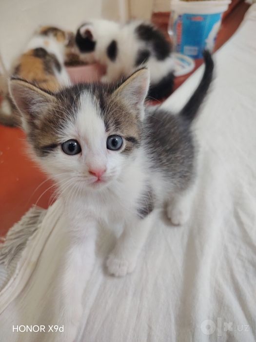 Котята в хорошие руки
