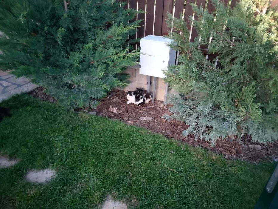 Подарявам няколко котета