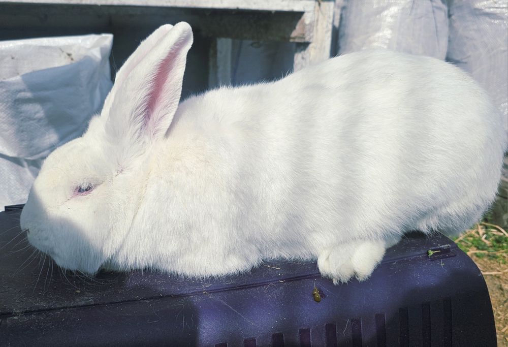 De vânzare:Iepuri 3.5 luni