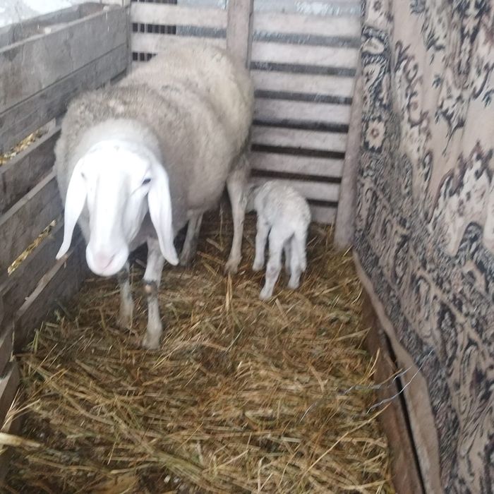 Oi de vânzare Bergamasca