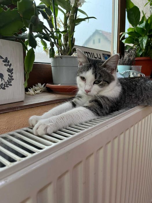 Donez pisica de 5 luni