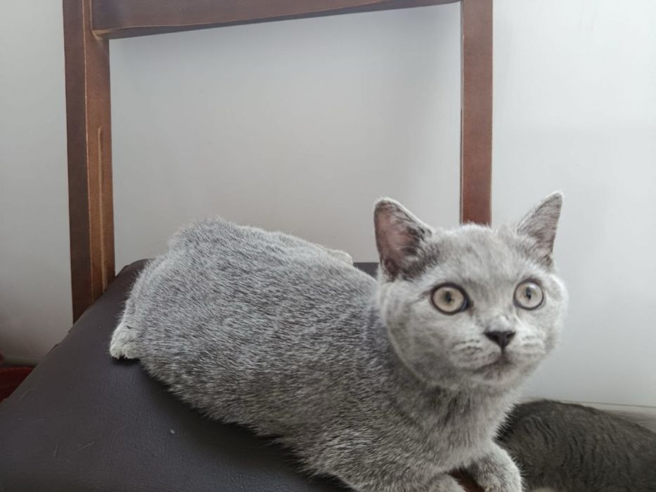 Котята бриттиш фолд scottish fold британки мушук боласи