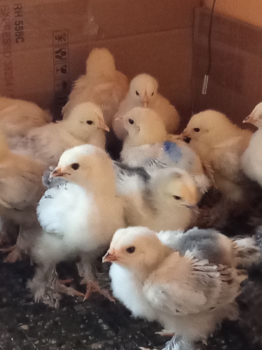 Pui de gaina brahma herminat deschis