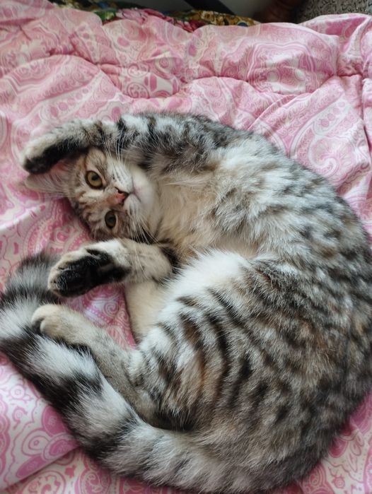 Отдам в добрые руки